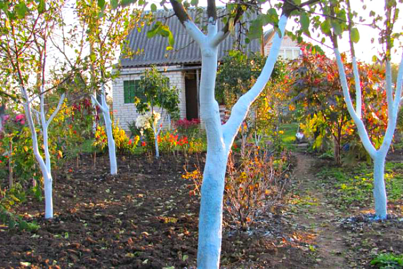 Дела в саду -осенняя побелка стволов деревьев