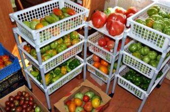 озревание томатов в домашних условиях