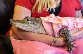 Домашние животные, крокодил