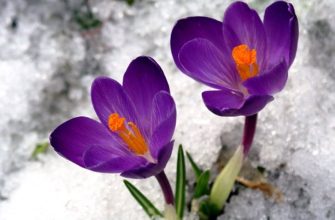 Цветник в марте