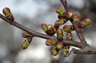 Сад в апреле, почки