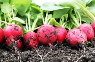 Первый урожай