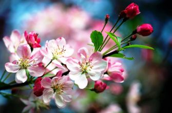 майский сад