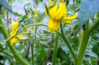 огород в июне