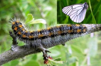 Гусеница боярышницы