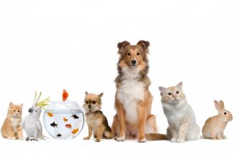 Домашние питомцы