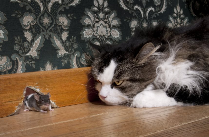 Кошка ловит мышь