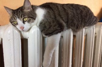 Включили отопление