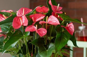 Цветение антуриума