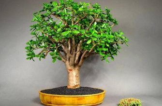 Денежное дерево