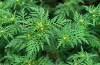 Амброзия в поле