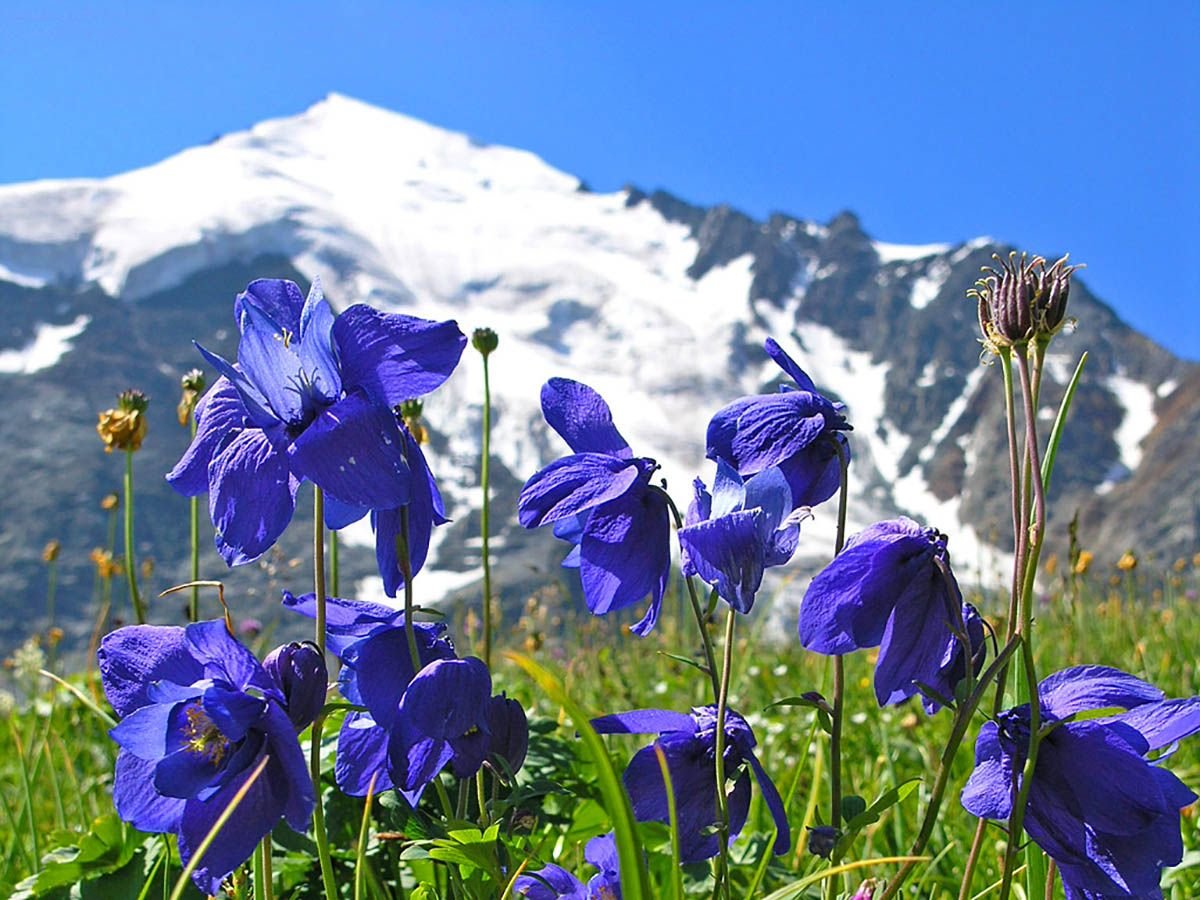 Синие высокогорные цветы Кавказ