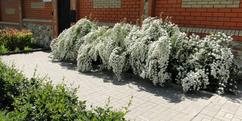 Спирея серая