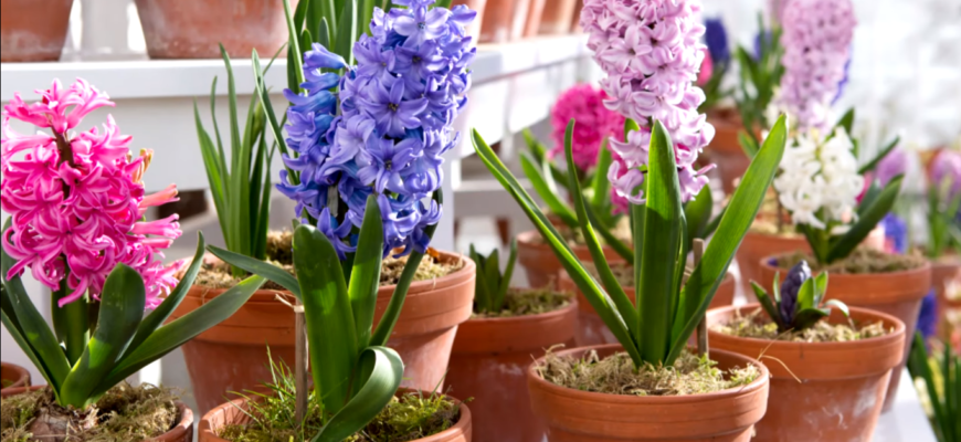 Гиацинт в горшке - уход в домашних условиях: посадка, цветение и выгонка
