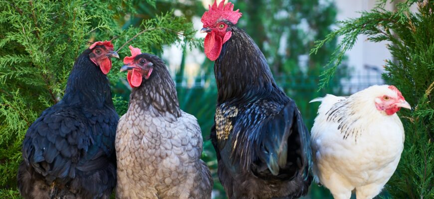 курицы и петухи