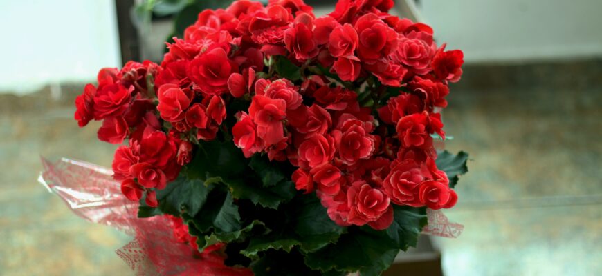 бегония комнатный цветок