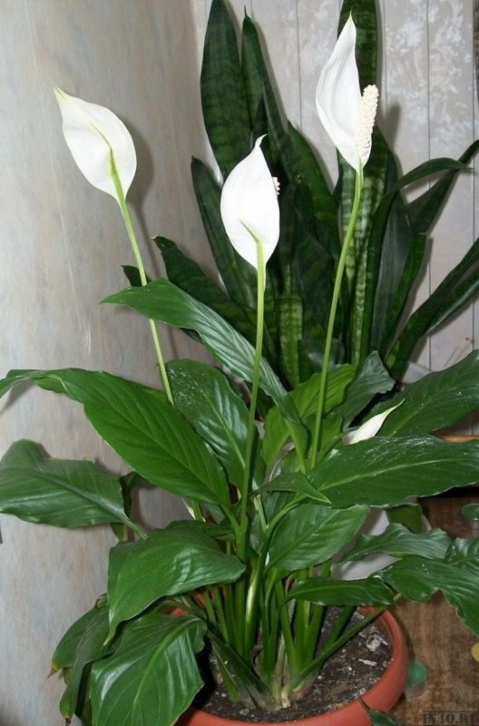 Спатифиллум или известный цветок женское счастье