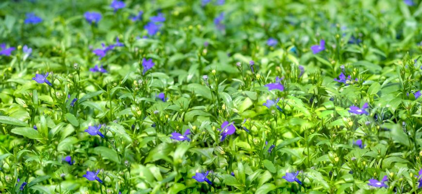 Красивые весенние цветы