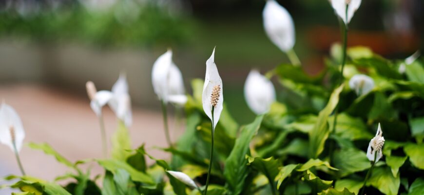 Спатифиллум или известный цветок женское счастье посадка