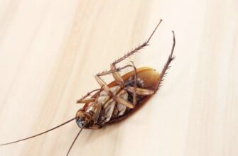 Как избавиться от тараканов в квартире