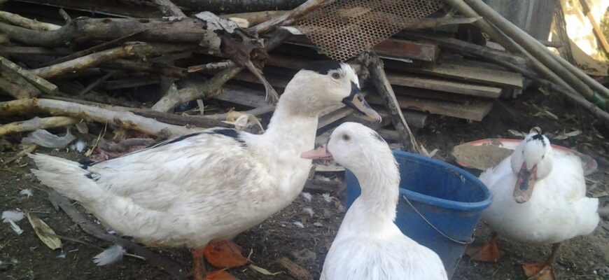 Использование уток Муларды