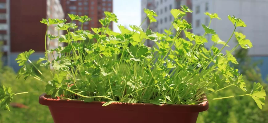 Петрушка на подоконнике