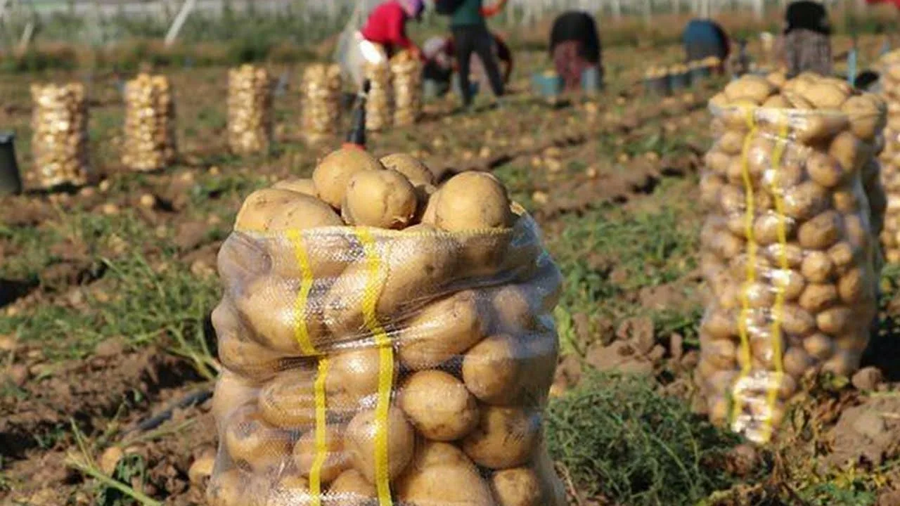 Богатый урожай картофеля
