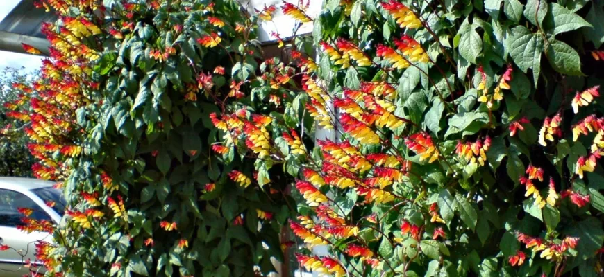 Декоративная фасоль