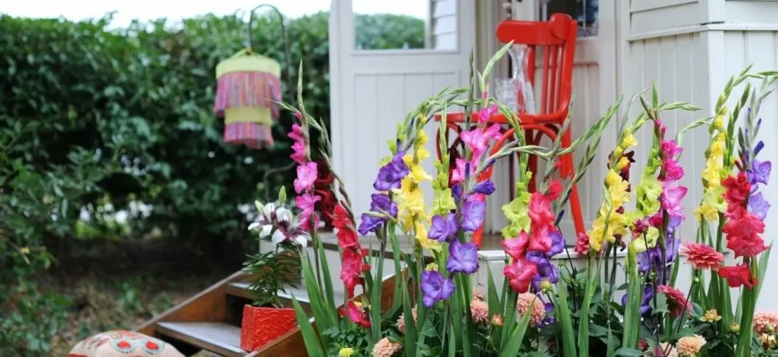 Гладиолусы в саду