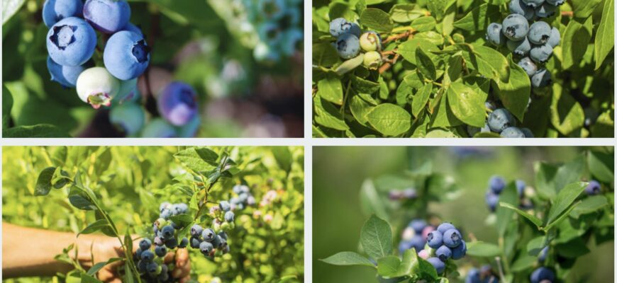 Голубика - уход и подкормка