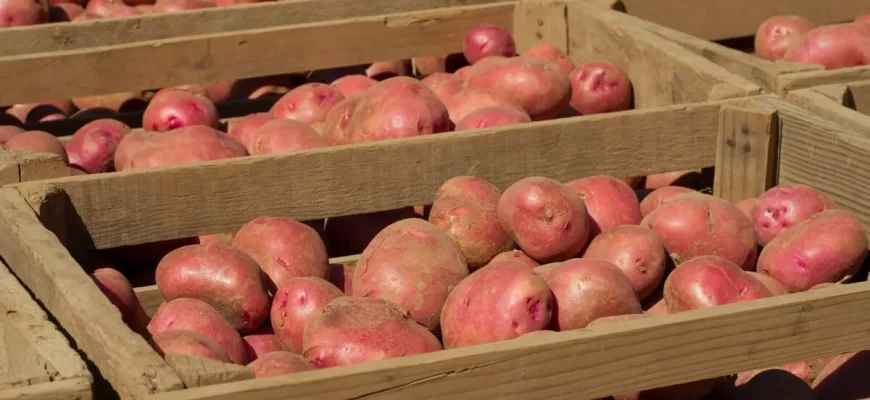 Хранение картофеля