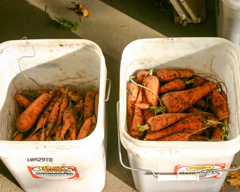 Хранение моркови в пластиковых контейнерах