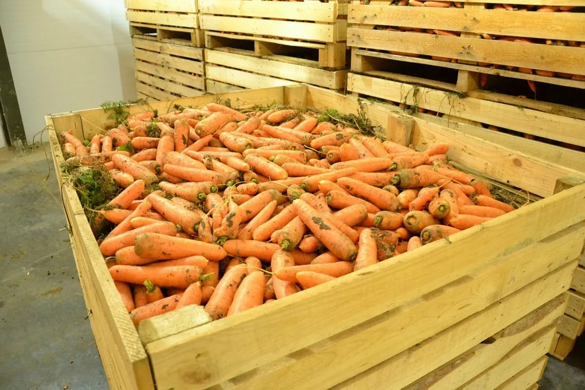 Морковь в погребе