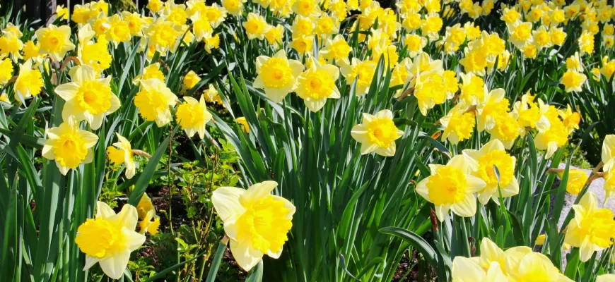 Нарциссы в саду