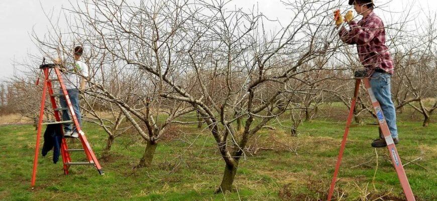Обрезка яблонь на стремянке