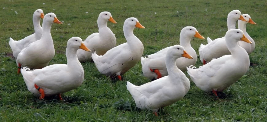 Пекинские утки на лугу