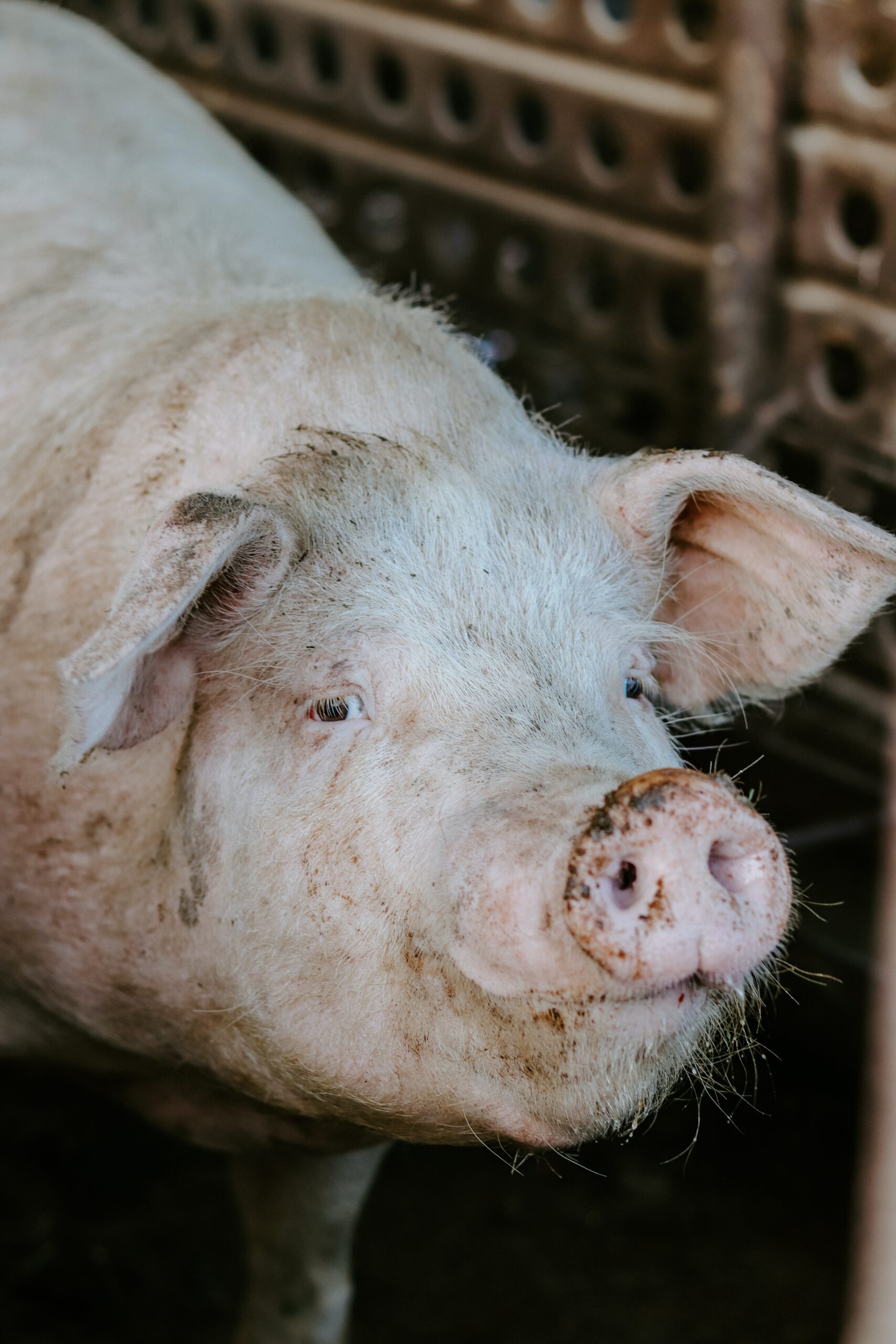 Потребление свинины и устойчивое развитие