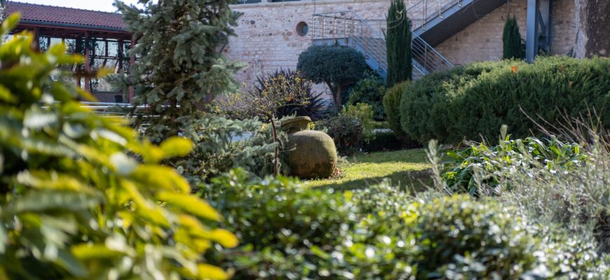 Всё о кустарниках и растениях для живой изгороди
