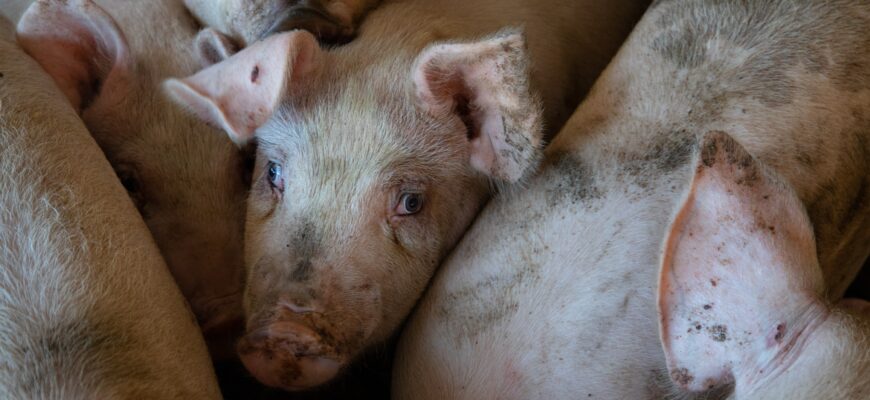 Породы свиней