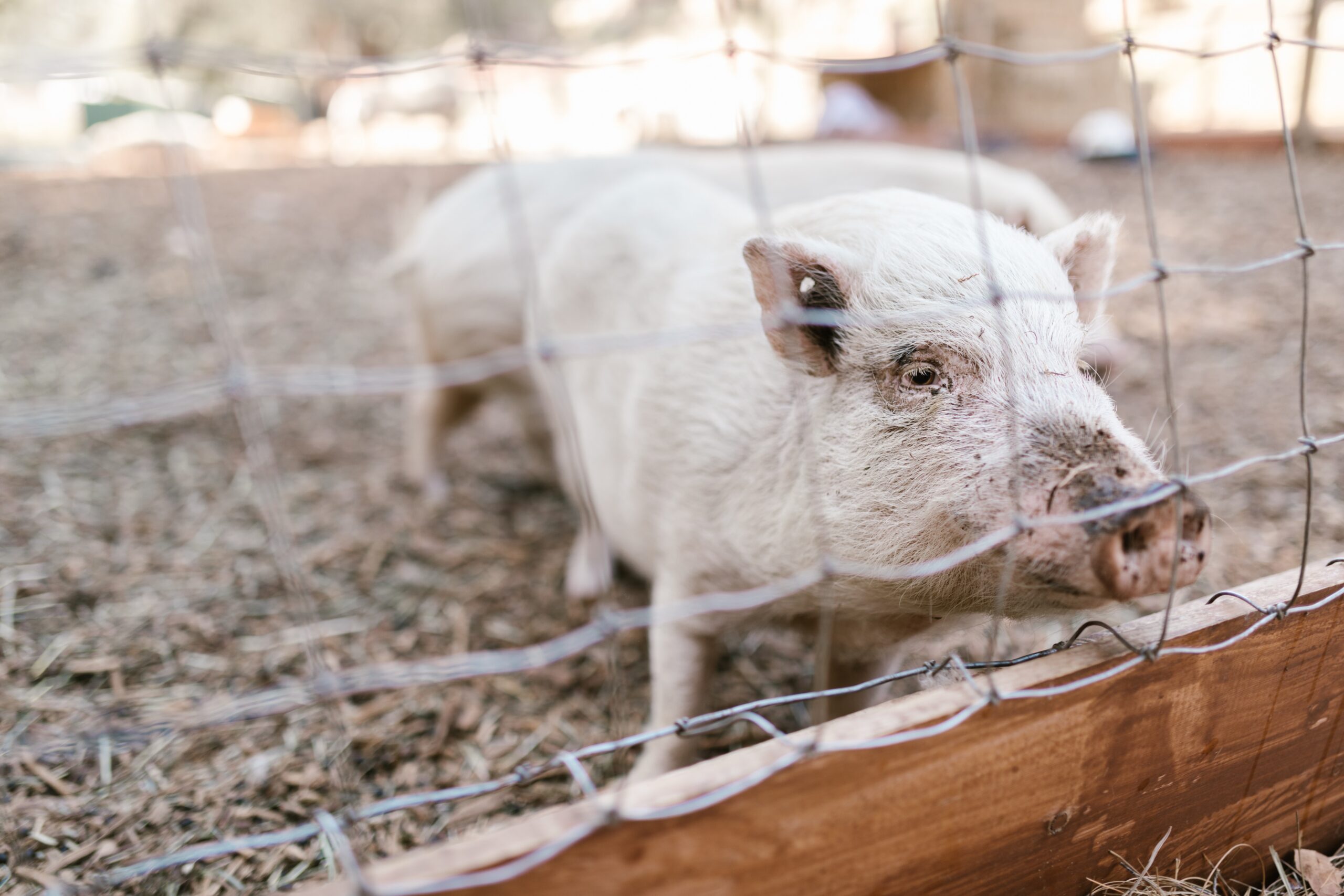 Методы кормления свиней