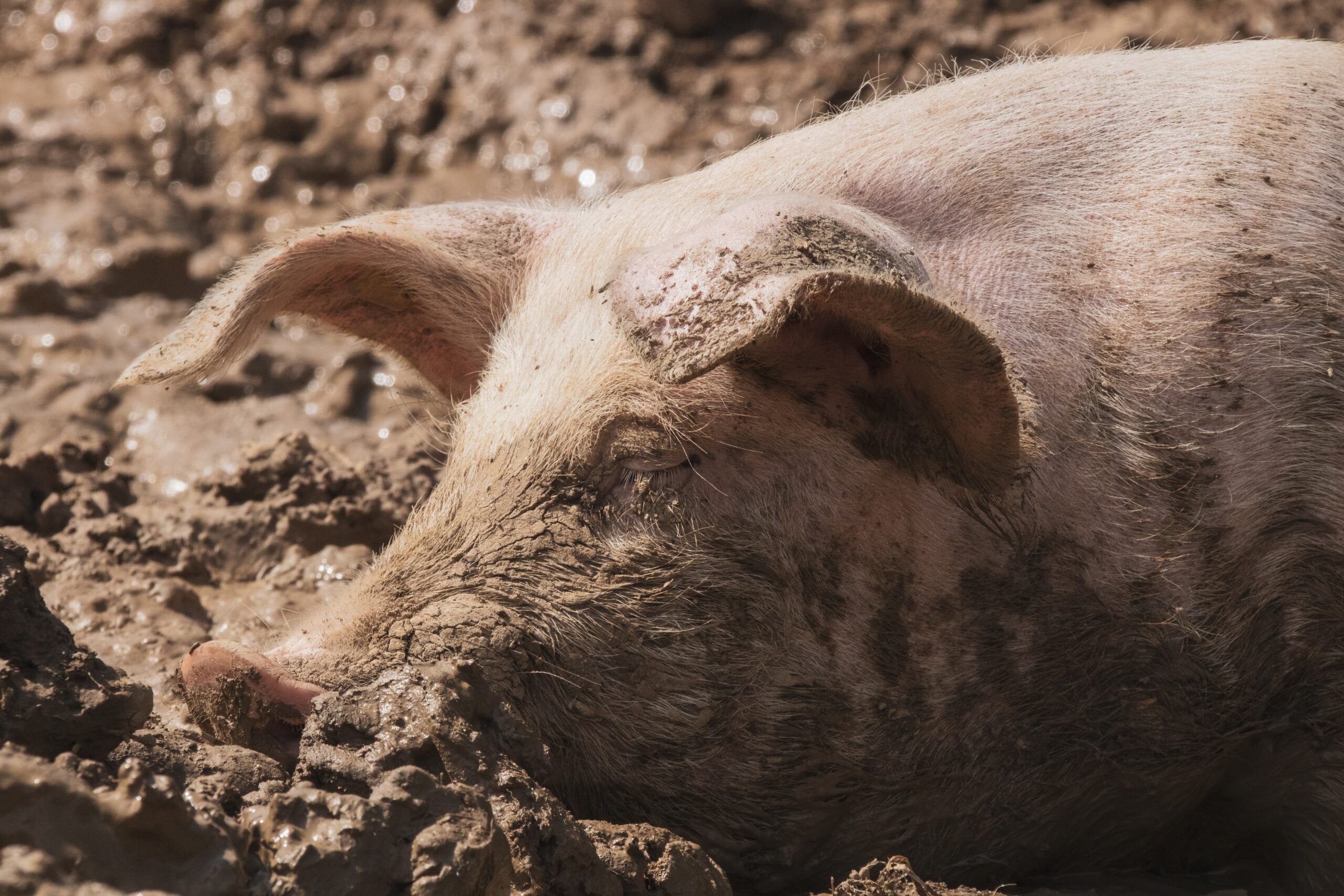 Перспективы развития свиноводства и производства свинины в будущем