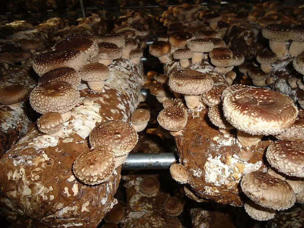 Подвал для выращивания грибов шиитаке