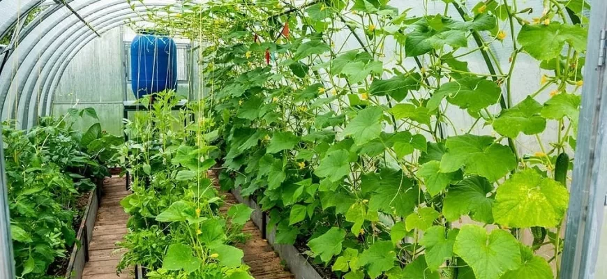 Полив огурцов в теплице