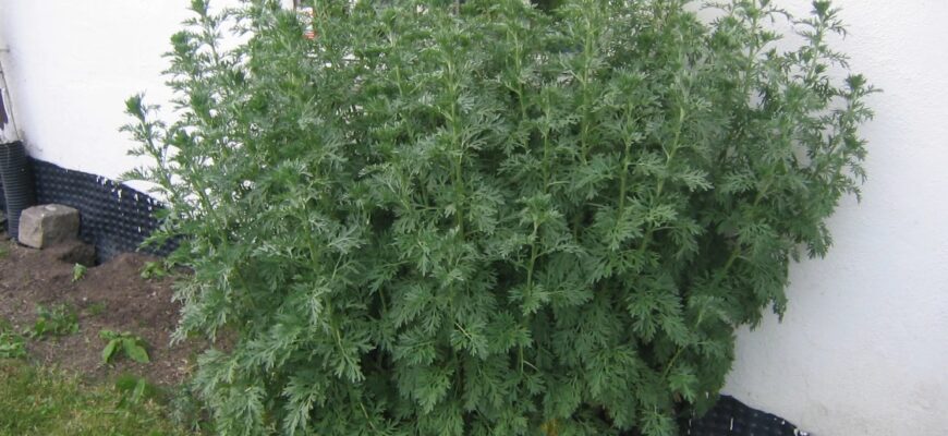 Полынь у дома