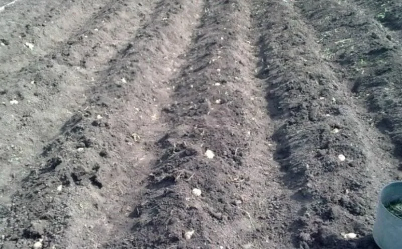 Посадка картофеля гребневым способом