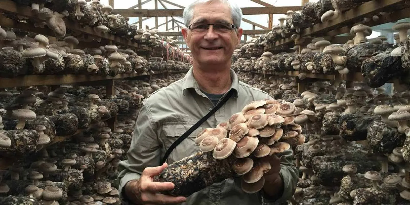 Сбор грибов шиитаке