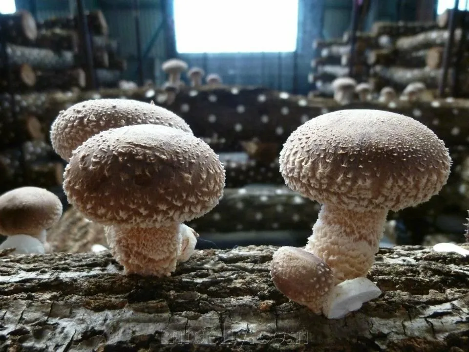 Шиитаке, грибы