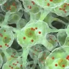 Стволовые клетки для растений