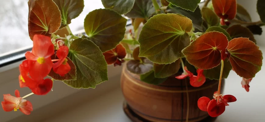 Цветущая бегония