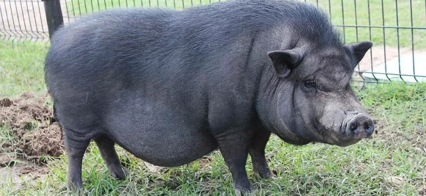 Вьетнамская вислобрюхая свинья
